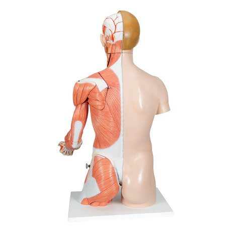 Anatomie model torso met organen deluxe, tweeslachtig, 33-delig, 90 cm