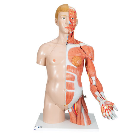 Anatomie model torso met organen deluxe, tweeslachtig, 33-delig, 90 cm