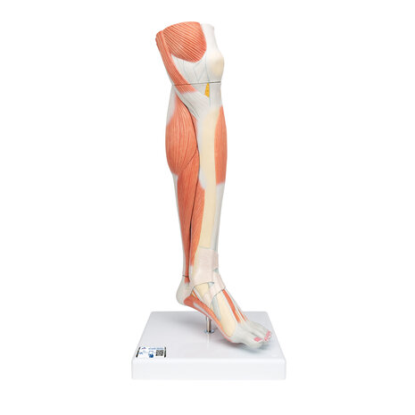 Anatomie model spieren onderbeen, 58 cm, 3-delig