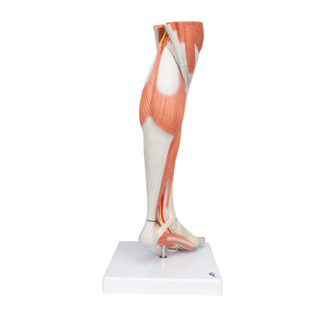 Anatomie model spieren onderbeen, 58 cm, 3-delig