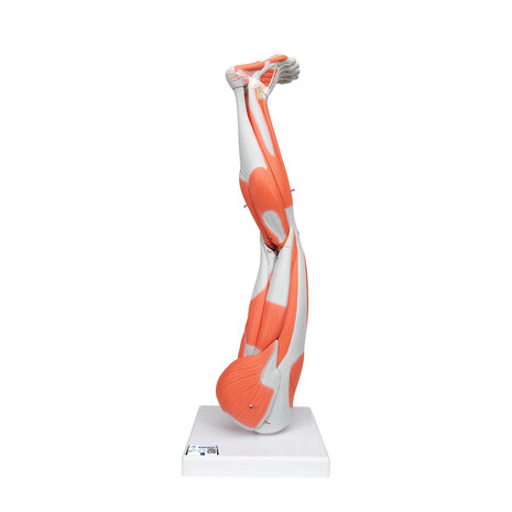 Anatomie model spieren been, 77 cm, 9-delig