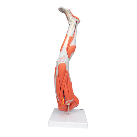 Anatomie model spieren been, 77 cm, 9-delig