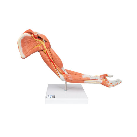 Anatomie model spieren arm, 70 cm, 6-delig