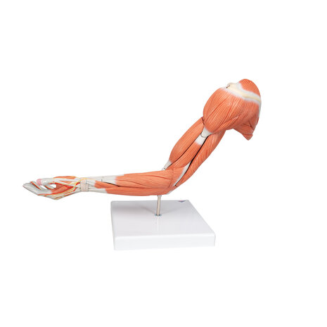 Anatomie model spieren arm, 70 cm, 6-delig