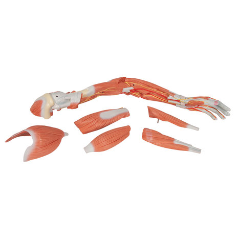 Anatomie model spieren arm, 70 cm, 6-delig