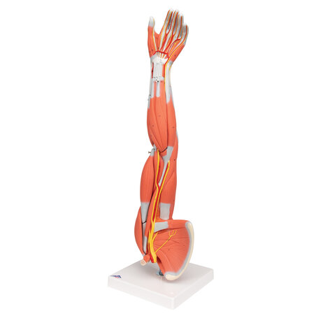 Anatomie model spieren arm, 60 cm, 6-delig