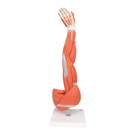 Anatomie model spieren arm, 60 cm, 6-delig