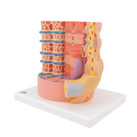 Anatomie model spiervezel 10.000x vergroot, 23x26x18 cm