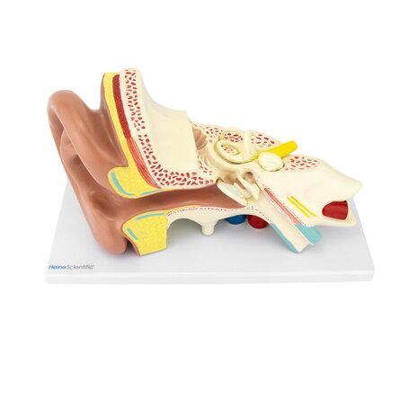 Anatomie model oor, 20x36x15 cm