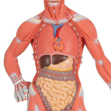 Anatomie model spieren en organen, 2-delig, 57x25x18cm