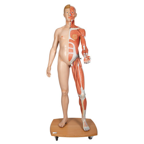 Anatomie model spieren en organen tweeslachtig, 39-delig, 174 cm