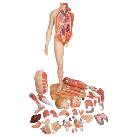 Anatomie model spieren en organen tweeslachtig, 39-delig, 174 cm