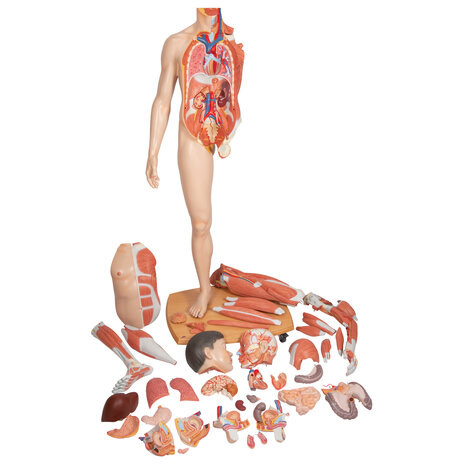 Anatomie model spieren en organen tweeslachtig, Aziatisch, 39-delig, 174 cm