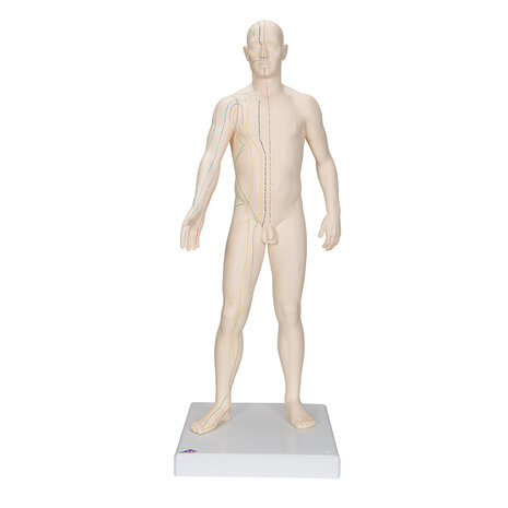 Acupunctuur en meridianen model (man, 70 cm)