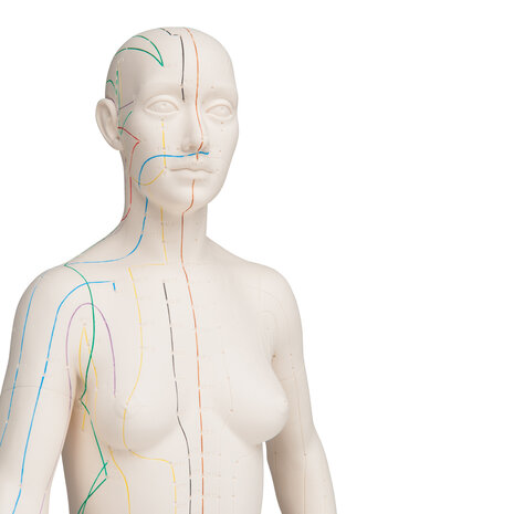 Acupunctuur en meridianen modellen (man en vrouw, 70 cm)