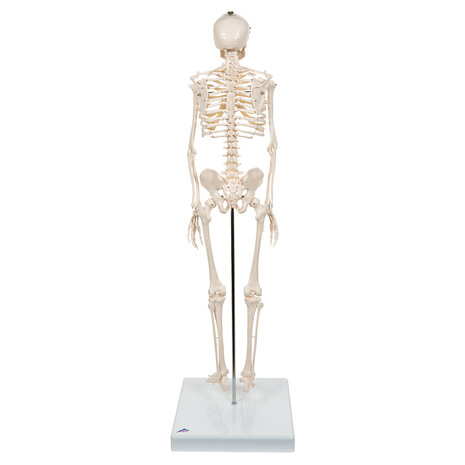 Anatomie model menselijk skelet, 80 cm