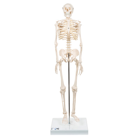 Anatomie model menselijk skelet, 80 cm