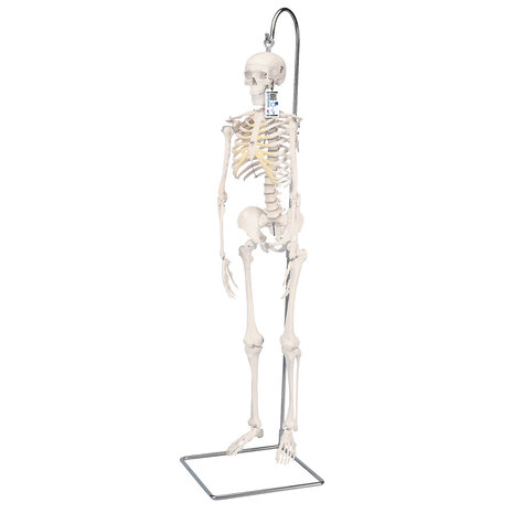 Anatomie model menselijk skelet, 80 cm