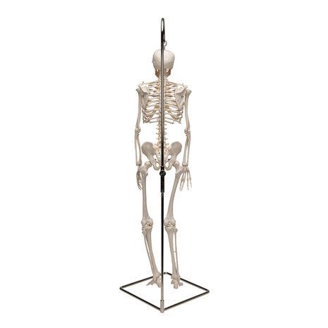 Anatomie model menselijk skelet, 80 cm