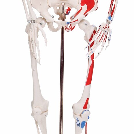 Anatomie model menselijk skelet met spieren, 80 cm