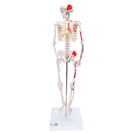 Anatomie model menselijk skelet met spieren, 80 cm