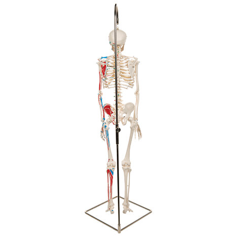 Anatomie model menselijk skelet met spieren, 80 cm