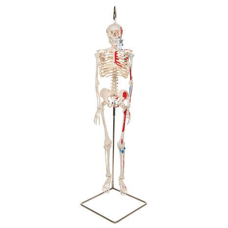 Anatomie model menselijk skelet met spieren, 80 cm