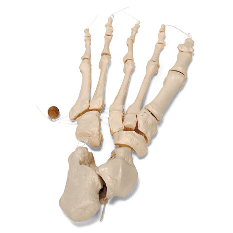 Anatomie model menselijk skelet, half, ongemonteerd