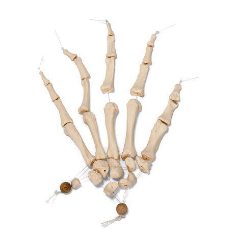 Anatomie model menselijk skelet, half, ongemonteerd