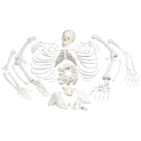 Anatomie model menselijk skelet, ongemonteerd