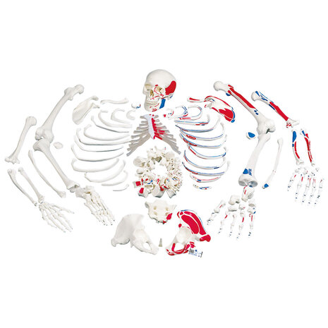 Anatomie model menselijk skelet met spieren, ongemonteerd