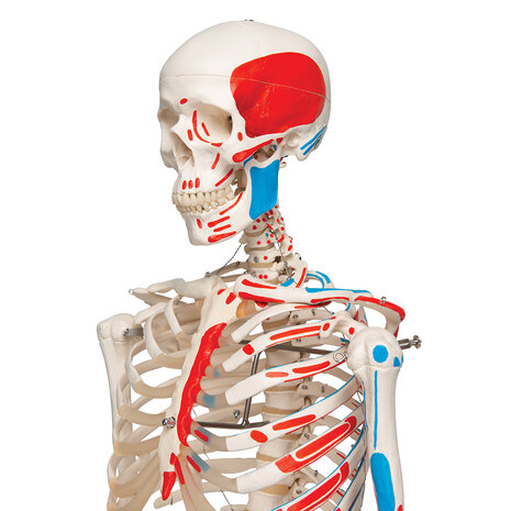 Anatomie model menselijk skelet met origo en insertie van spieren, 177 cm