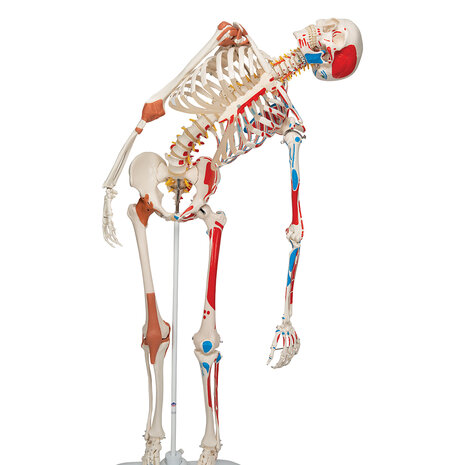 Anatomie model menselijk skelet met origo en insertie van spieren en ligamenten, flexibel, 177 cm