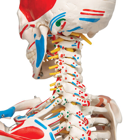 Anatomie model menselijk skelet met origo en insertie van spieren en ligamenten, flexibel, 177 cm