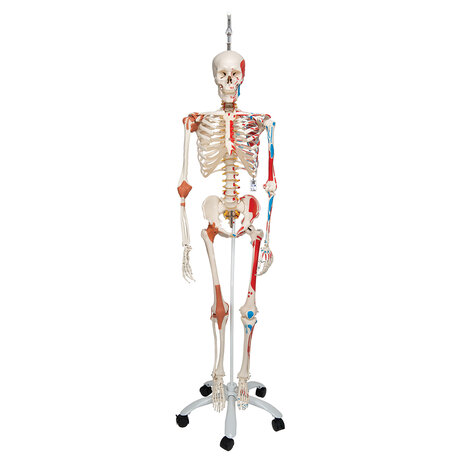 Anatomie model menselijk skelet met origo en insertie van spieren en ligamenten, flexibel, 177 cm