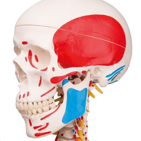 Anatomie model menselijk skelet met origo en insertie van spieren en ligamenten, flexibel, 177 cm