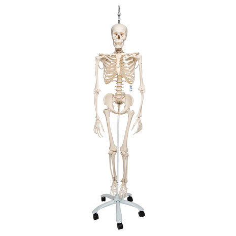 Anatomie model menselijk skelet, hangend, flexibel, 177 cm