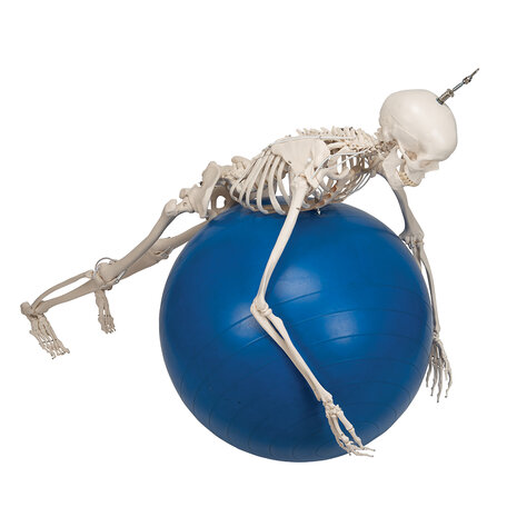 Anatomie model menselijk skelet, hangend, flexibel, 177 cm