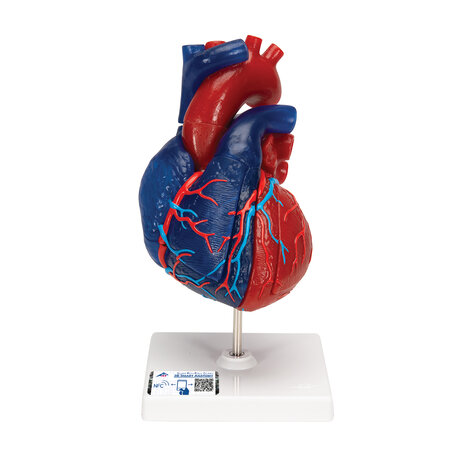 Anatomie model hart, didactisch gekleurd, 5-delig