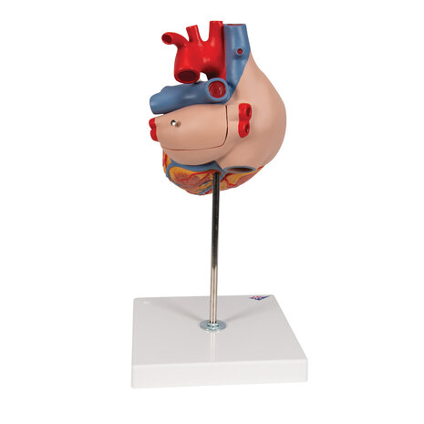 Anatomie model hart, 2 keer ware grootte, 4-delig, 32x18x18 cm