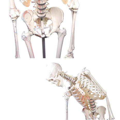 Anatomie model menselijk skelet met origo en insertie van spieren, flexibel, 176 cm