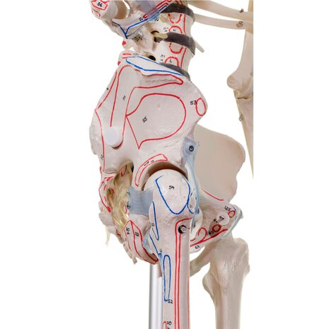 Anatomie model menselijk skelet met origo en insertie van spieren en ligamenten, flexibel, 176 cm