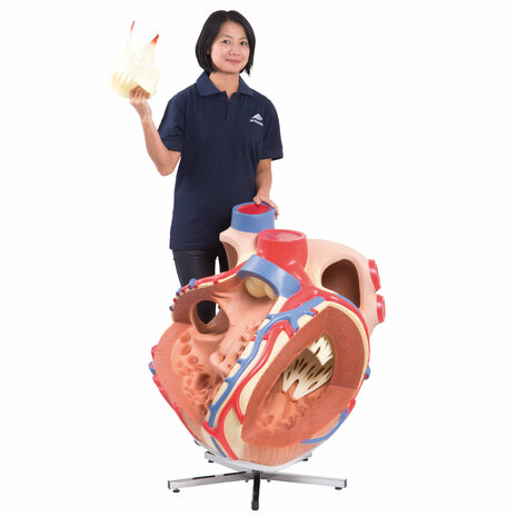 Anatomie model hart, reuzenmodel, 8x vergroot