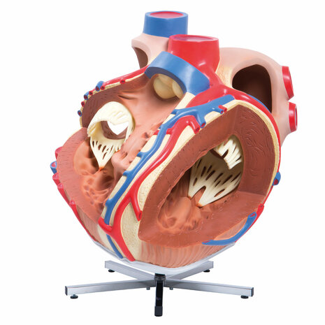 Anatomie model hart, reuzenmodel, 8x vergroot