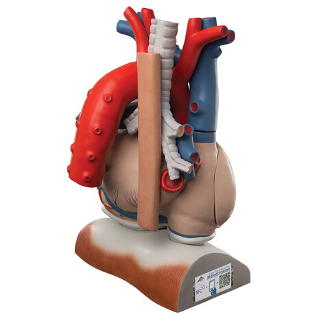 Anatomie model hart met diafragma, 3x vergroot, 10-delig