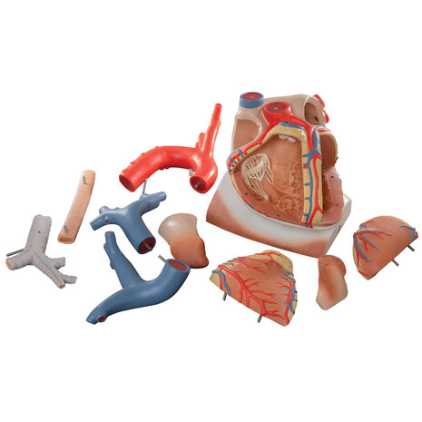 Anatomie model hart met diafragma, 3x vergroot, 10-delig