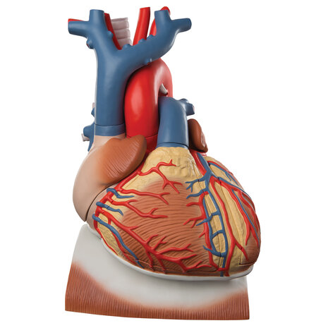 Anatomie model hart met diafragma, 3x vergroot, 10-delig