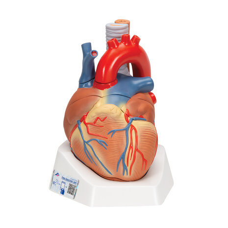 Anatomie model hart, 20x15x17 cm, 7-delig