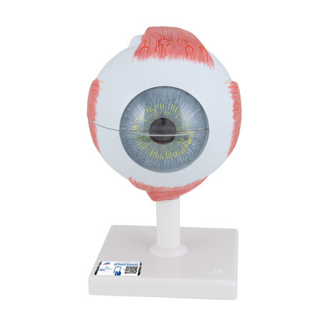 Anatomie model oog, 6-delig, 13x14x21 cm