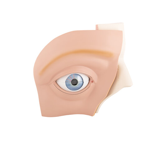 Anatomie model oog, 12-delig, 33x30x38 cm